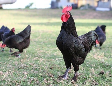 black Australian Langshan chicken
