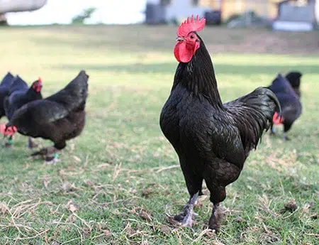 black Australian Langshan chicken
