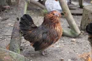 15 Small Chicken Breeds Perfect for Pets and Homesteading (With Pictures)