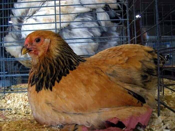 Buff Brahma Chicken