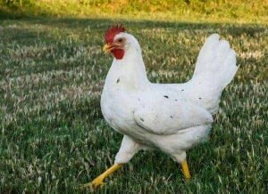 California-white-chicken