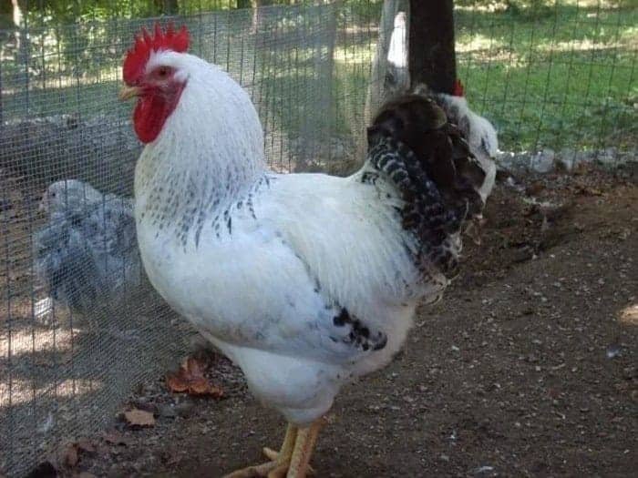 Delaware chicken breed