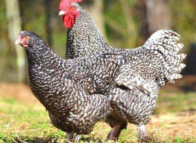 simple ways to determine the age of an adult hen and cock