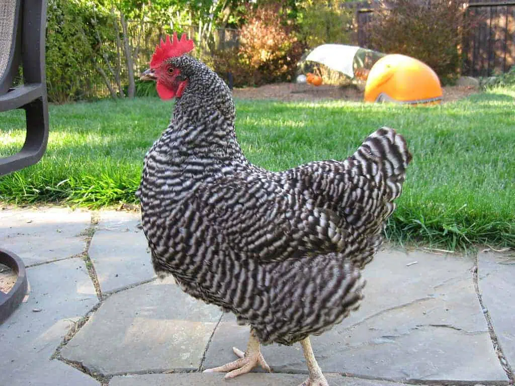 barred rock largest chicken breed