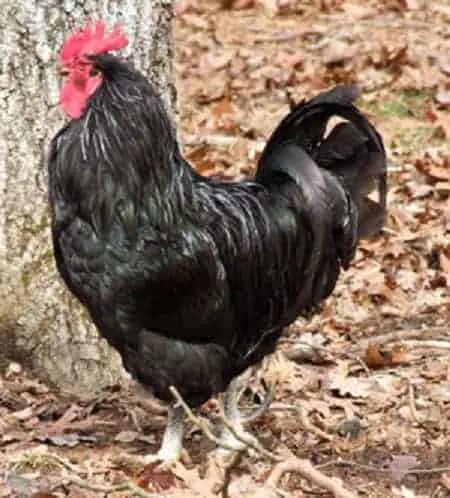 black Java chicken