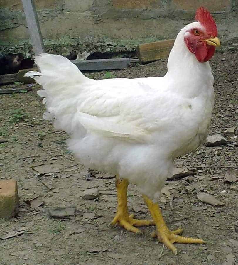 Cornish large chicken breed