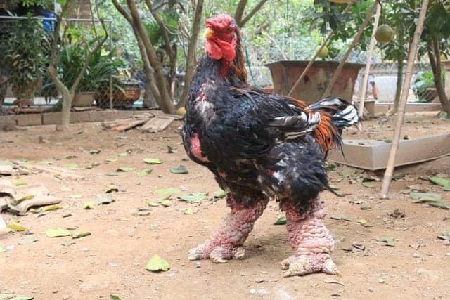 16 Rare Chicken Breeds in the World [With Pictures]