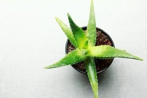 Grow Succulents Successfully Indoors and Outdoors in 7 Easy Steps