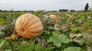 How to Grow Pumpkin and Get Better Yields