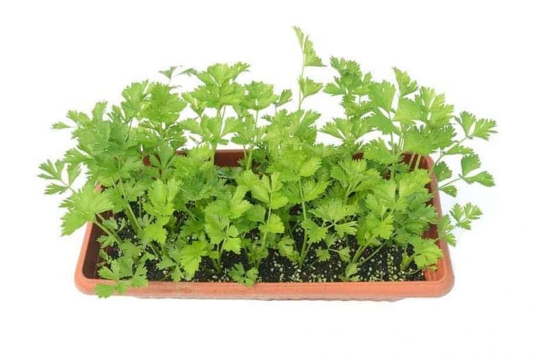 How to Grow Your Celery at Home and Get Good Harvest