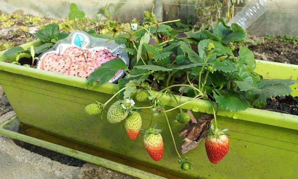 how to grow strawberries from seeds