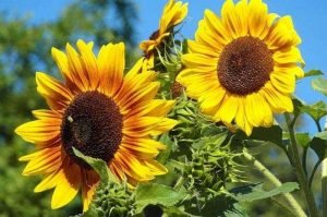 How To Grow Sunflower From Seeds to Harvest Step-By-Step
