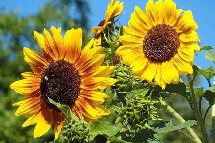 how-to-grow-sunflower-plant