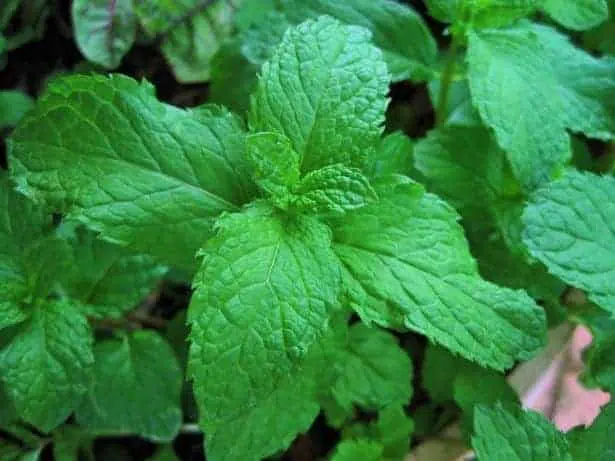 How To Grow Mint from Seeds to Get the Best Results