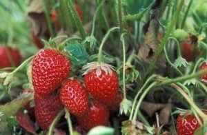 ripe-strawberries-on-the-vine