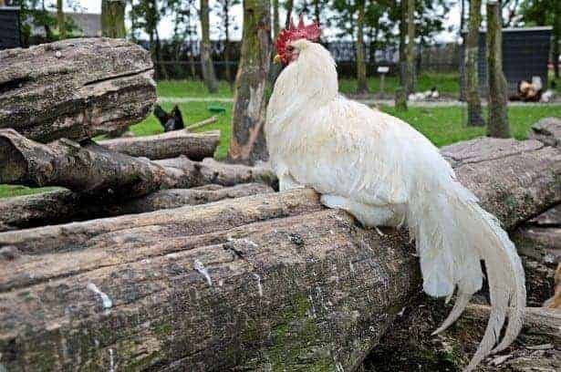 Yokohama white chicken breeds sitting on a wood