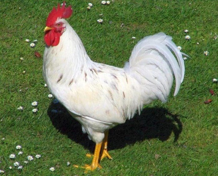 white leghorn chicken - white chicken breeds