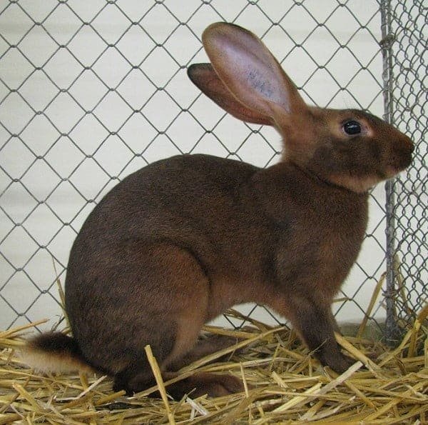 belgian hare rabbit breed