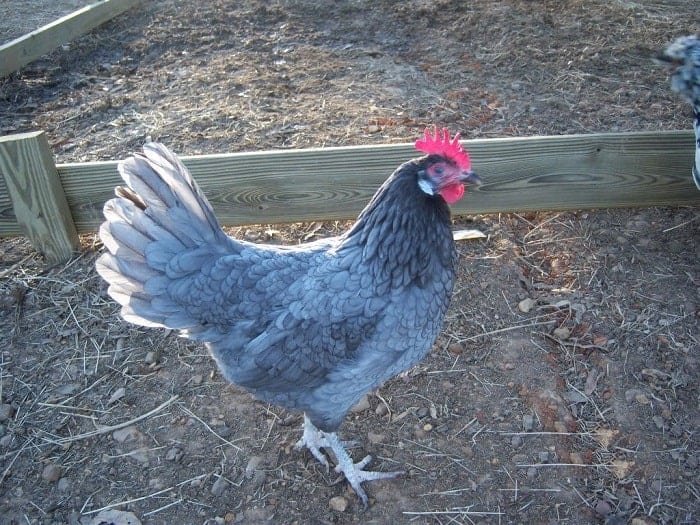 Andalusian heritage chicken breed