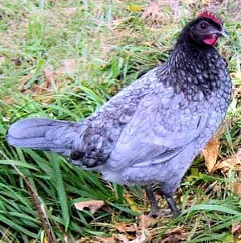 Blue-Delaware-Chicken that lay large eggs