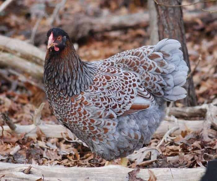 Blue-Laced-Red-Wyandotte