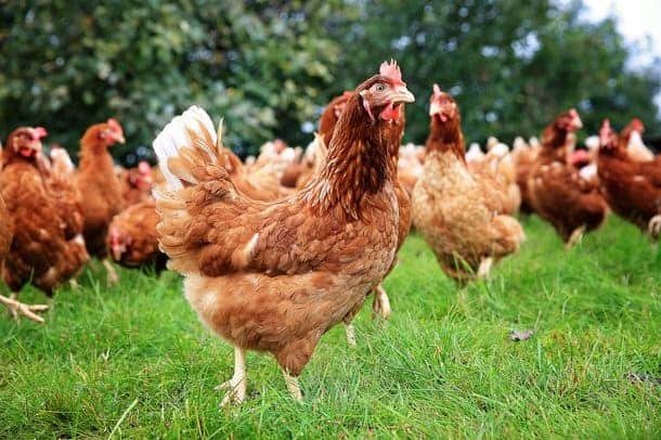 15 Brown Chicken Breeds for Backyard Poultry (With Pictures)