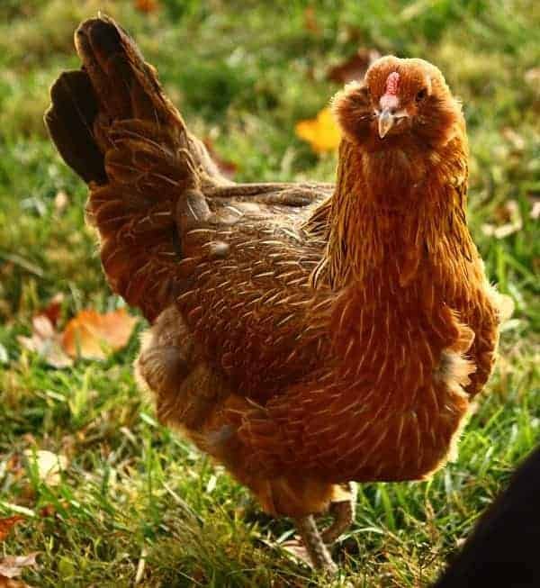 Easter-Egger friendliest Chicken 