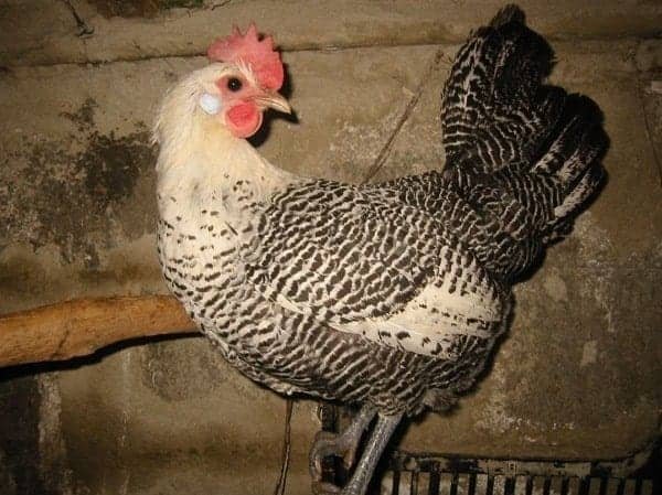 Golden Campine Chickens is a rare chicken breed