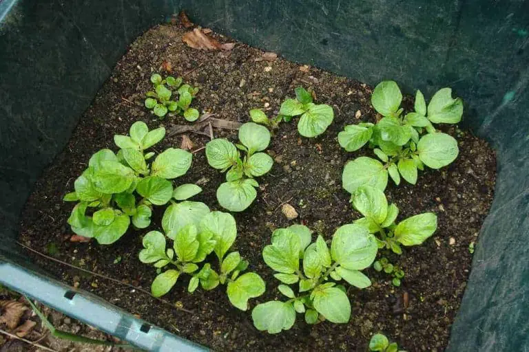 How To Grow Potatoes In Containers And Harvest Quality Produce