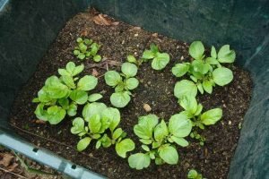 how to grow potatoes in containers