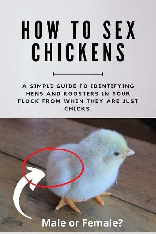How-to-sex-chickens-to-know-male-and-female-chicks