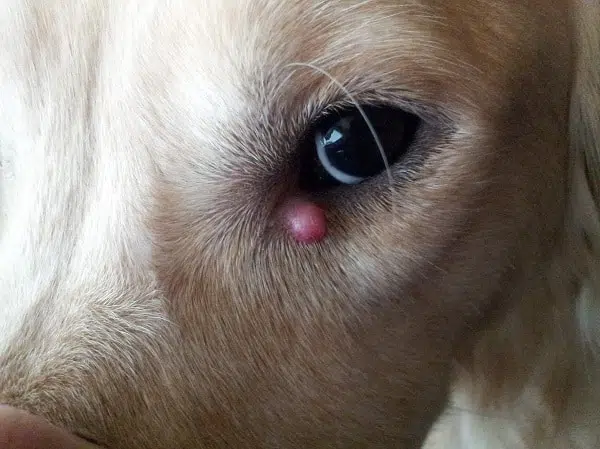 How To Treat A Dog Stye At Home Very Easily