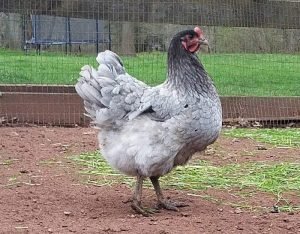 Plymouth-rock-chicken