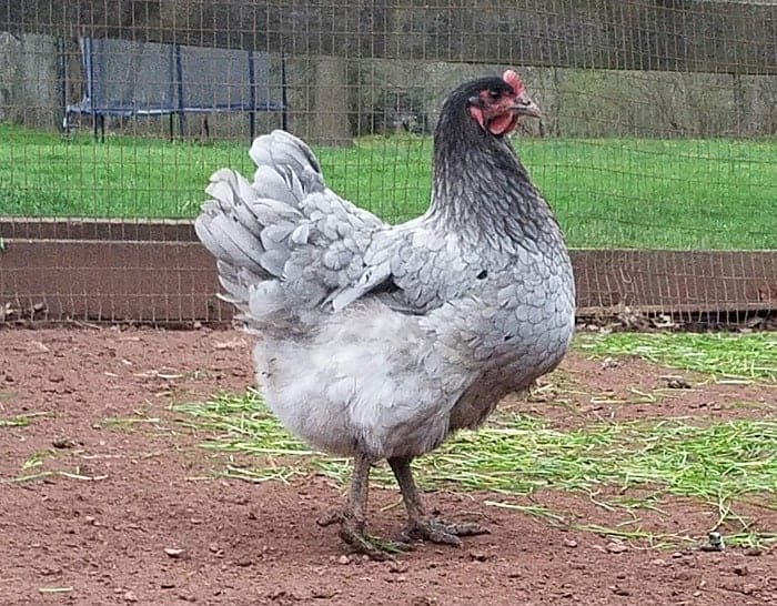 17 Friendliest Chicken Breeds (With Pictures)