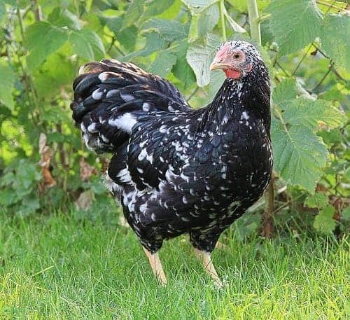 Ancona heritage chicken breed