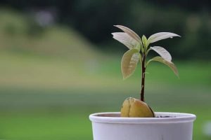 How To Grow Avocados From Seeds | A Comprehensive Step-By-Step Guide
