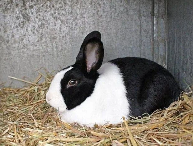 dutch-rabbit-sitting-quietly-in-a-rabbit-house