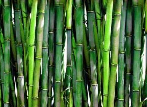 How To Grow Bamboo From Seeds