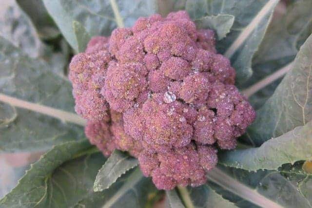 how to grow broccoli from seeds