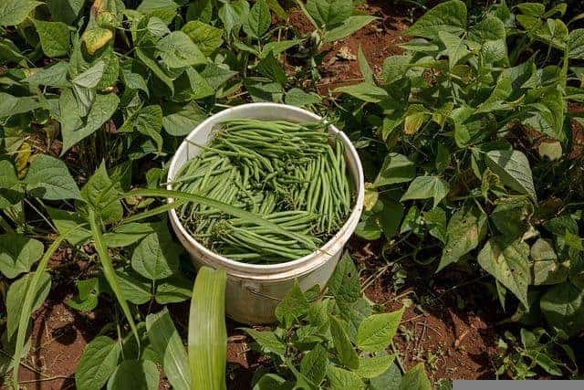How To Grow Green Beans Easily From Seed To Harvest