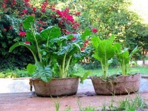 How To Grow Spinach In A Pot