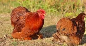 12 Amazing Red Chicken Breeds (With Pictures)