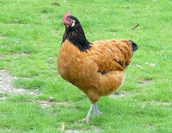 vorwerk chicken breeds are rare chickens