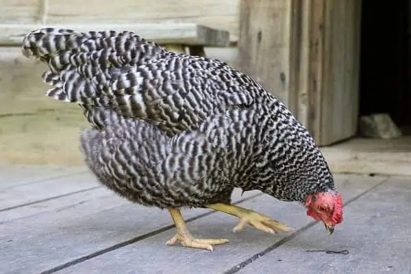Dominique black and white colored chicken