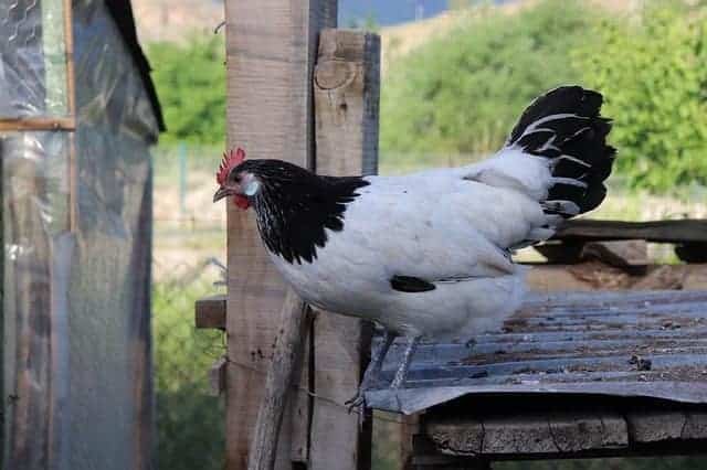 Lakenvelder Chicken