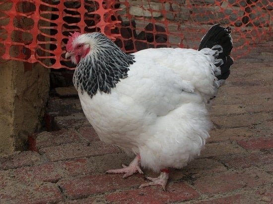 Light_Sussex_hen__Collingwood_Children's_Farm  - a black and which colored chicken breed