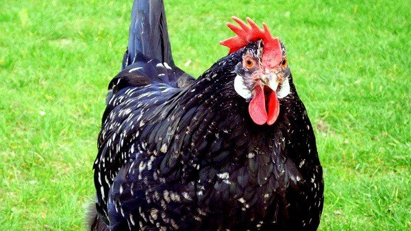 Mottled Ancona Chicken