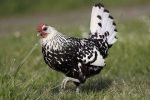 Silver-Spangled-Hamburg black and white Chicken