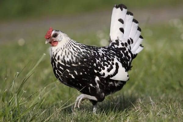 Silver Spangled Hamburg black and white Chicken