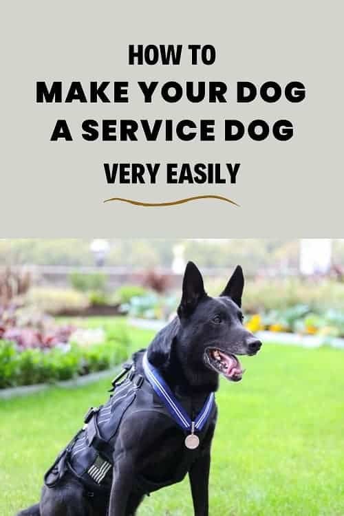 Step by step guide to make your pet dog a service animal
